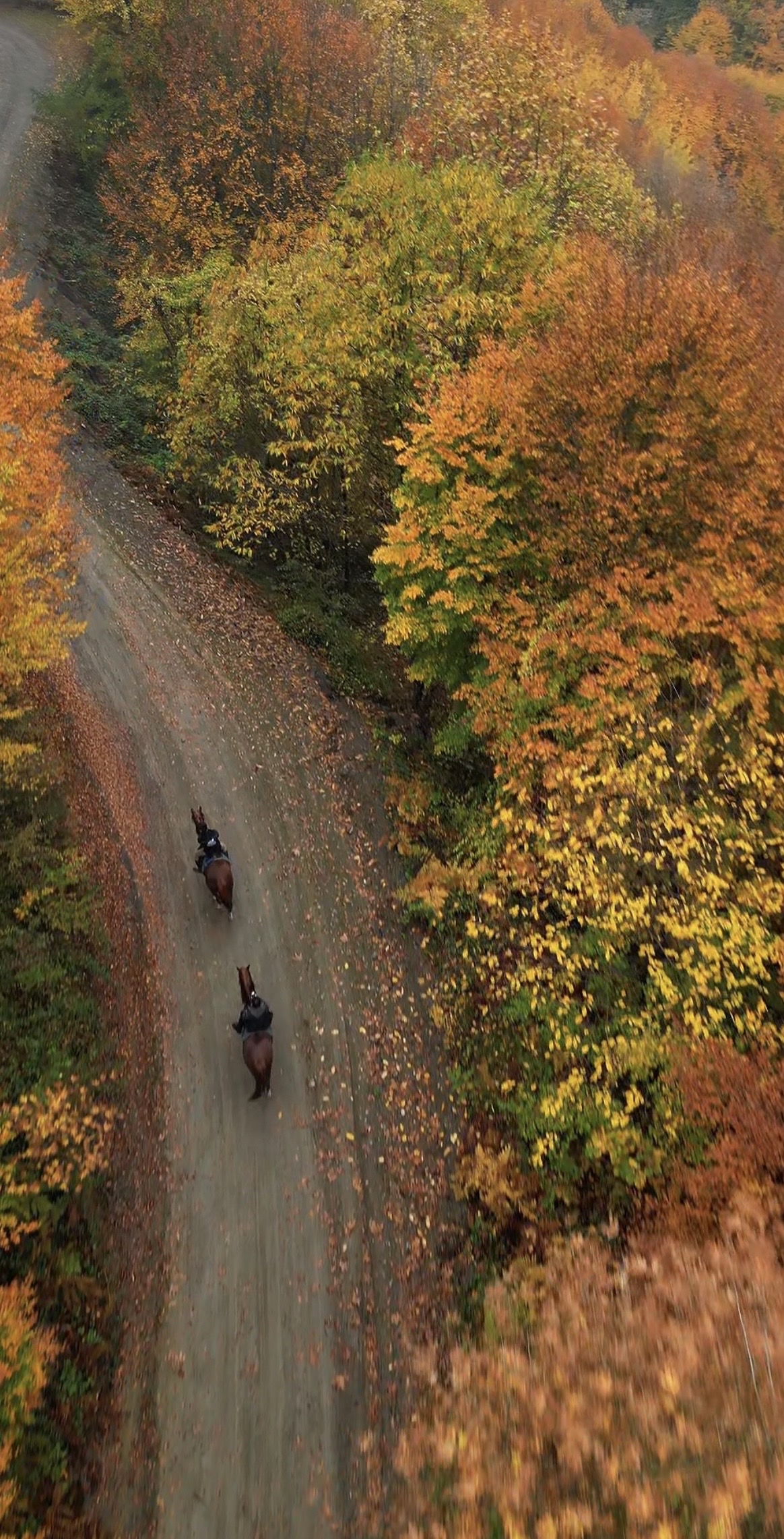 Atlı Doğa Turu 1 Saat